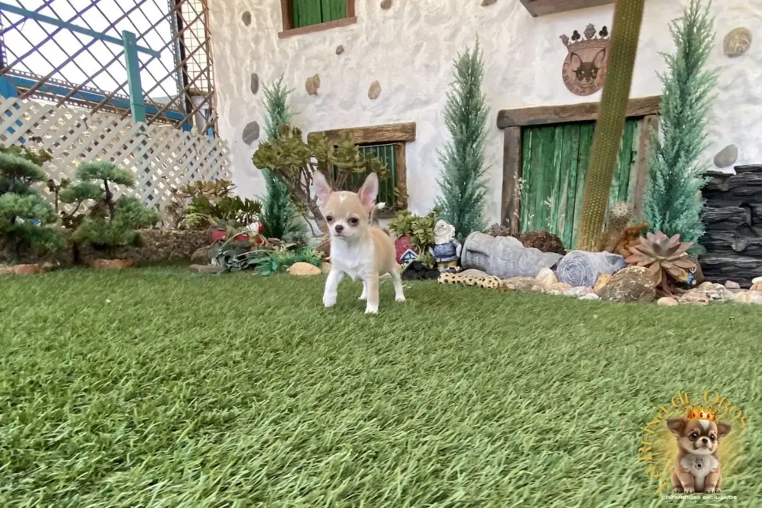 cachorro chihuahua con pedigree