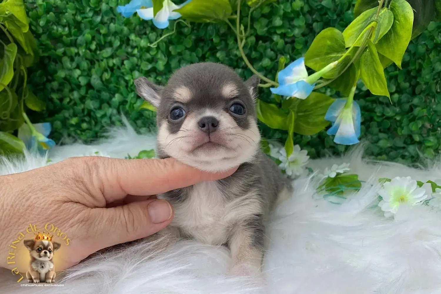 cachorro chihuahua llariza nucleo zoologico