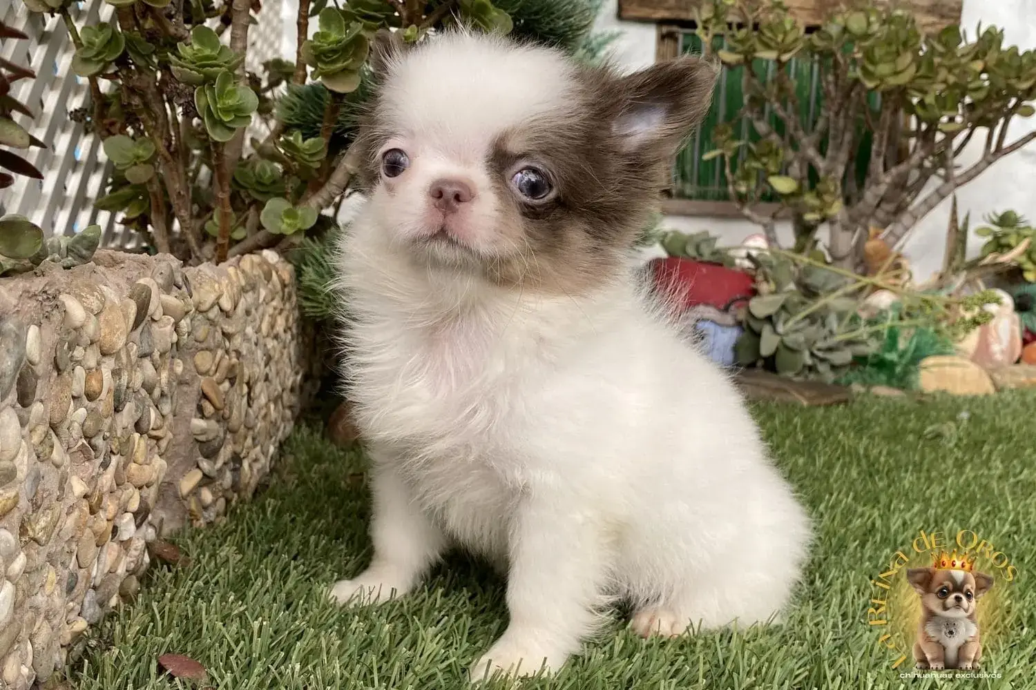 chihuahuas exoticos
