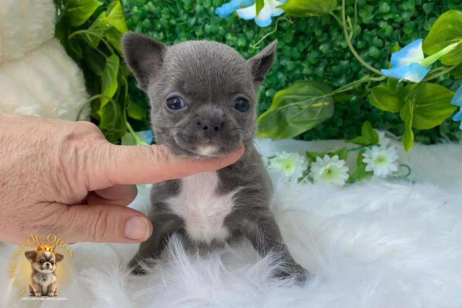 cachorro chihuahua lluvia toy
