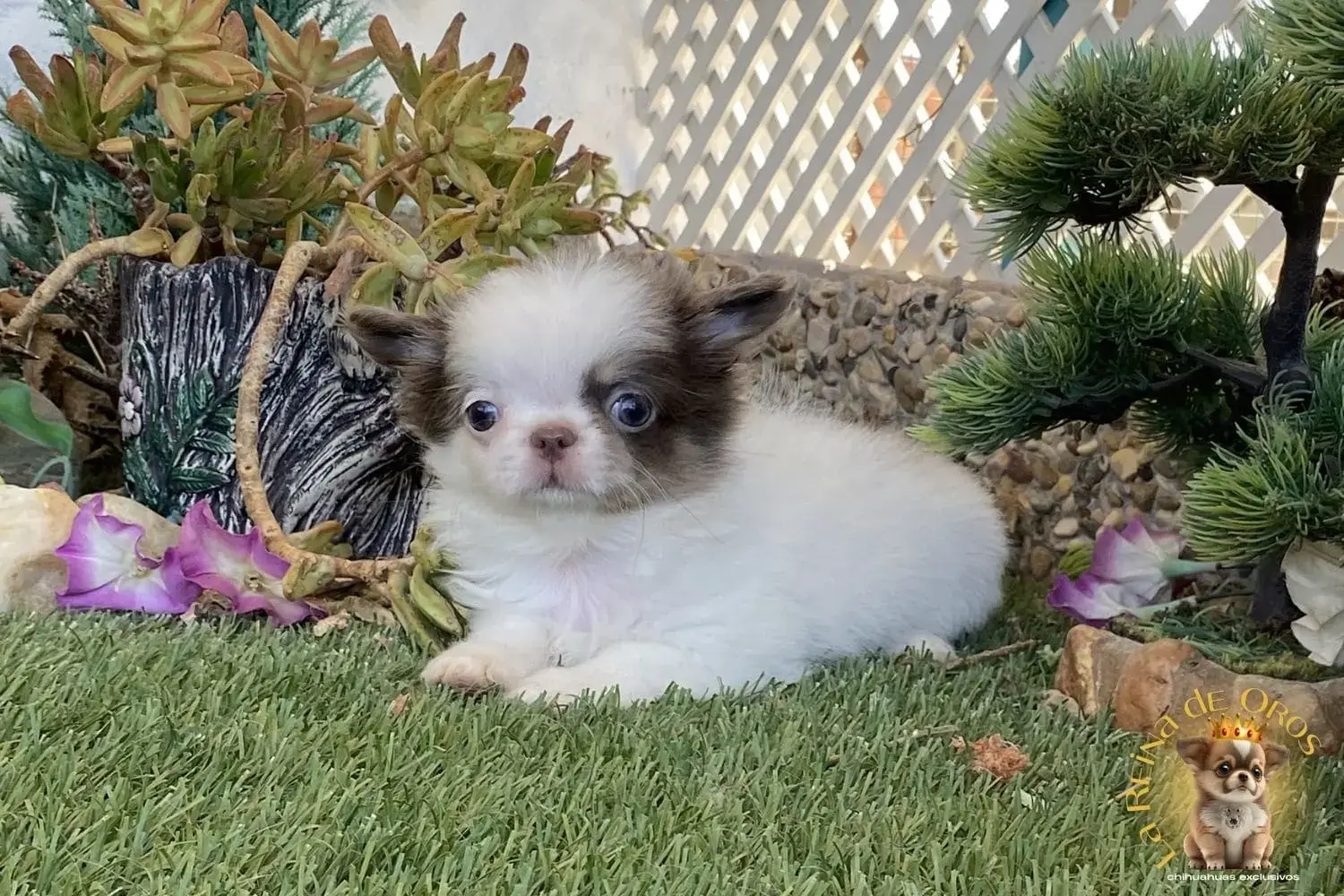 chihuahua de criadero