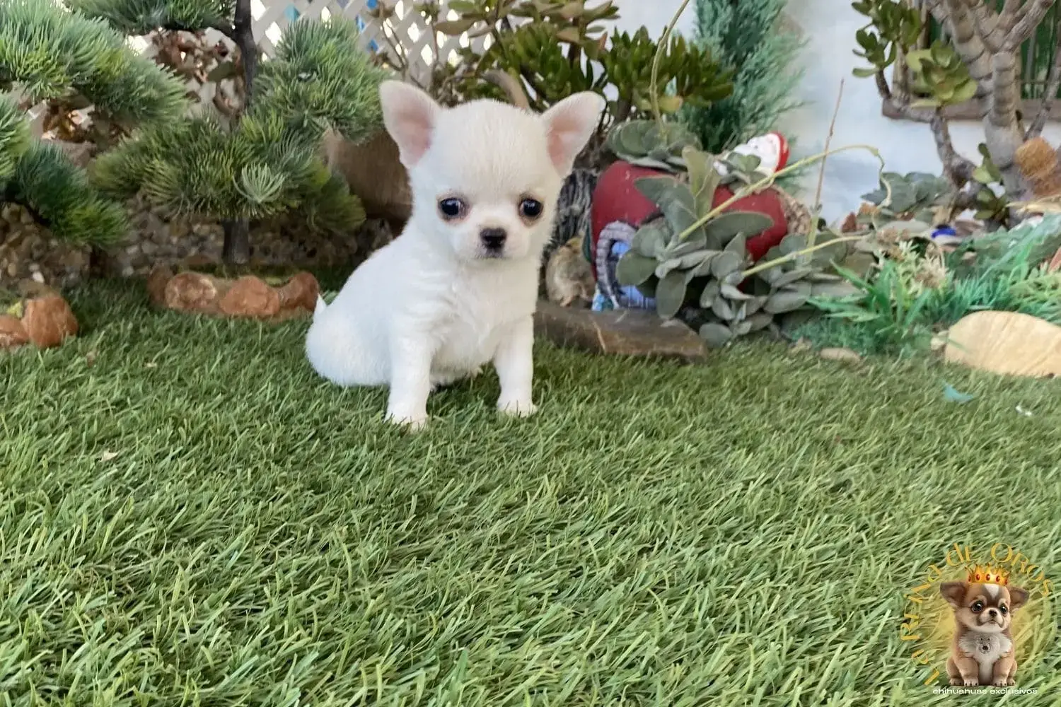cachorro chihuahua muy pequeña hembra