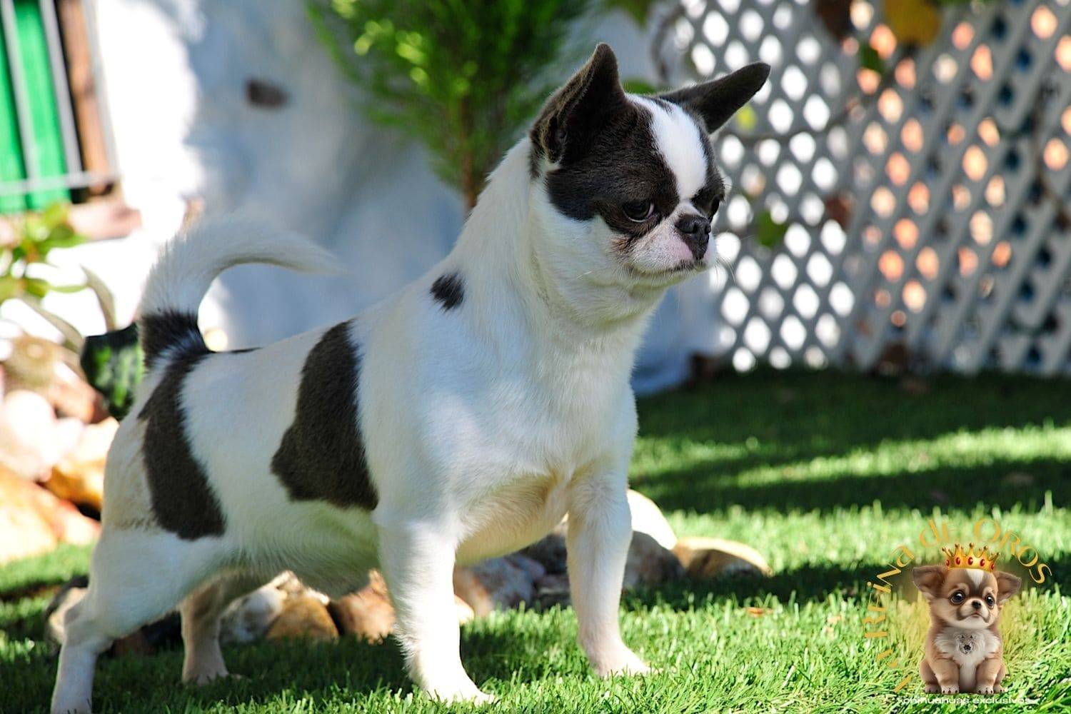 macho-chihuahua-dark-mirey-iz-tvoey-mechty-blanco-azul