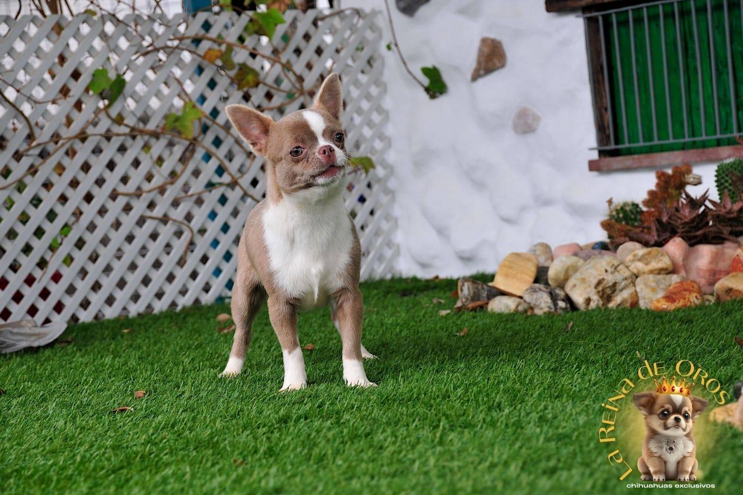 hembra-chihuahua-color-lila-blanco-chihuahuas-exclusivos