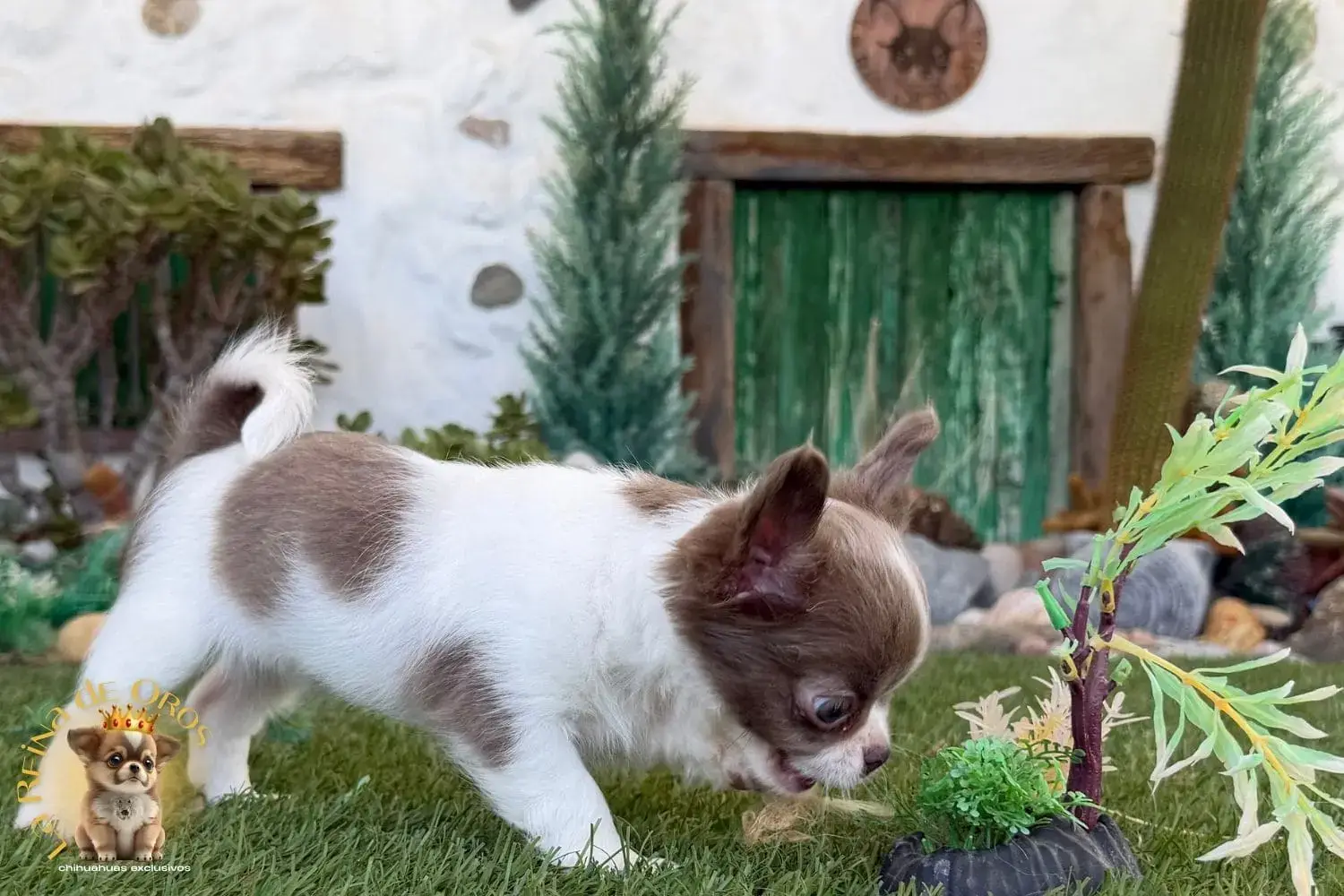 cachorro chihuahua de criadero