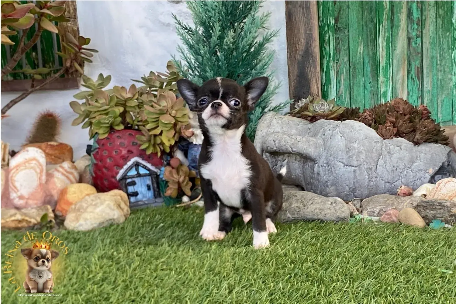 venta chihuahua enano