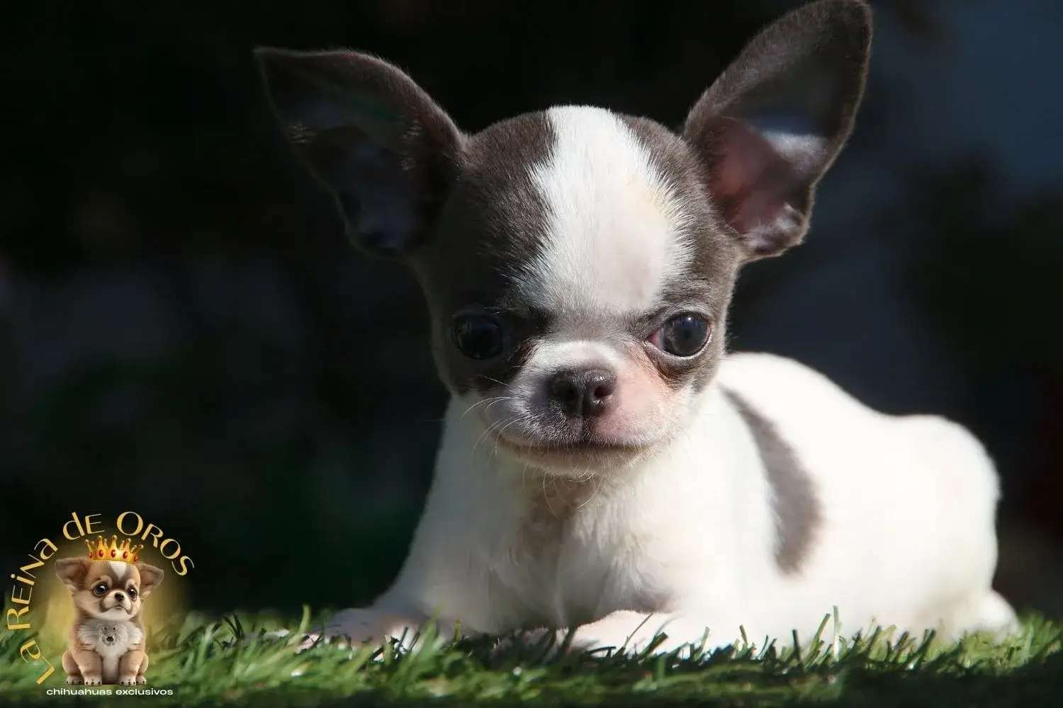 cachorro chihuahua minimo