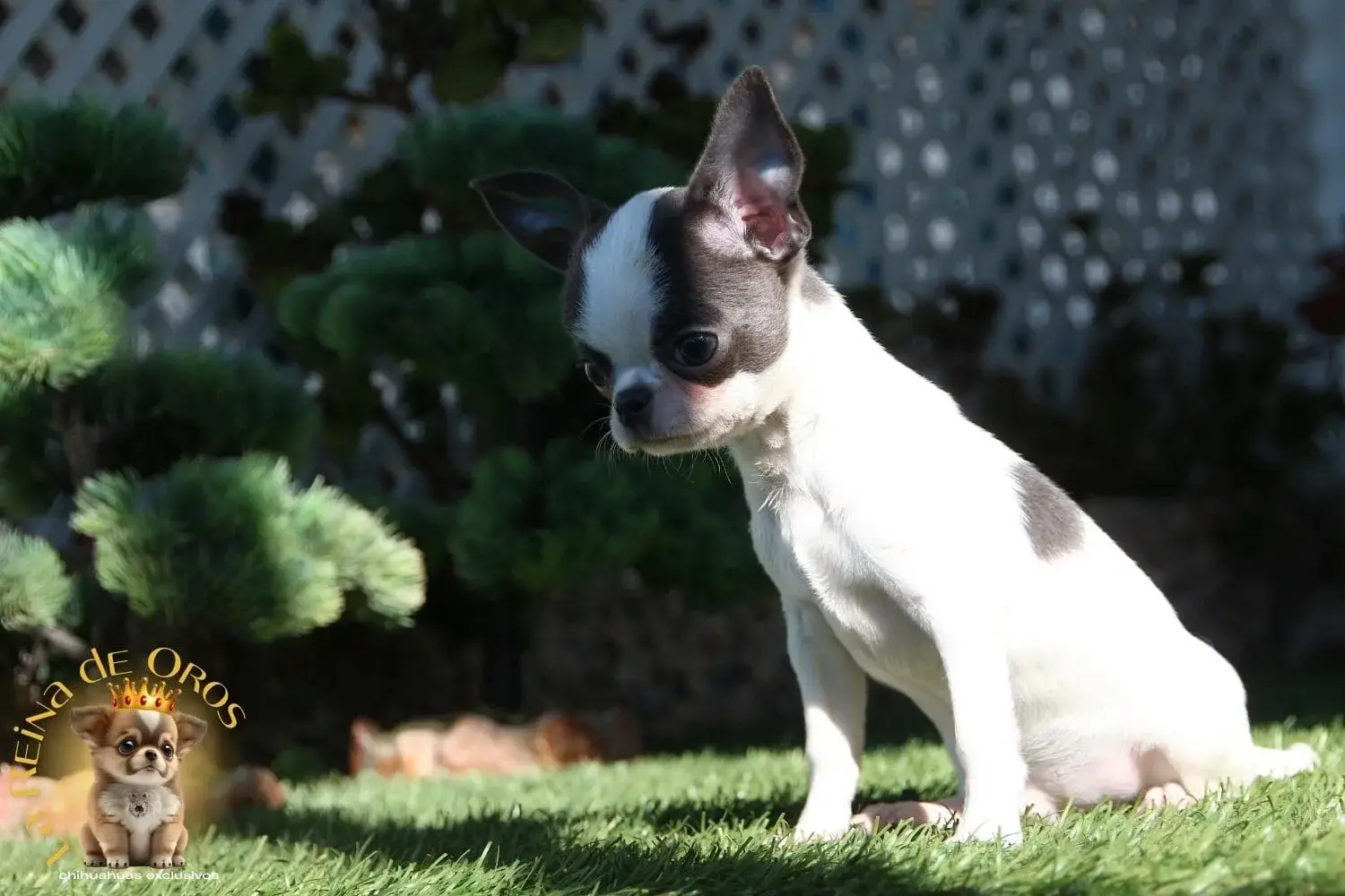 chihuahua disponible