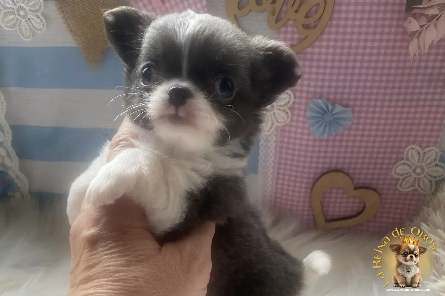 cachorro chihuahua pochola blue