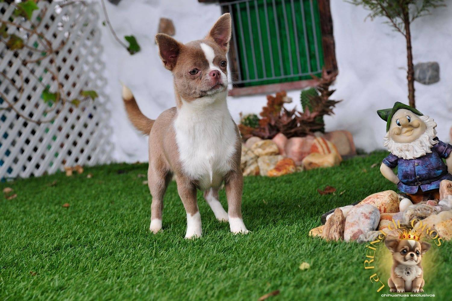 hembra-chihuahua-color-lila-blanco-lia-I-criadero