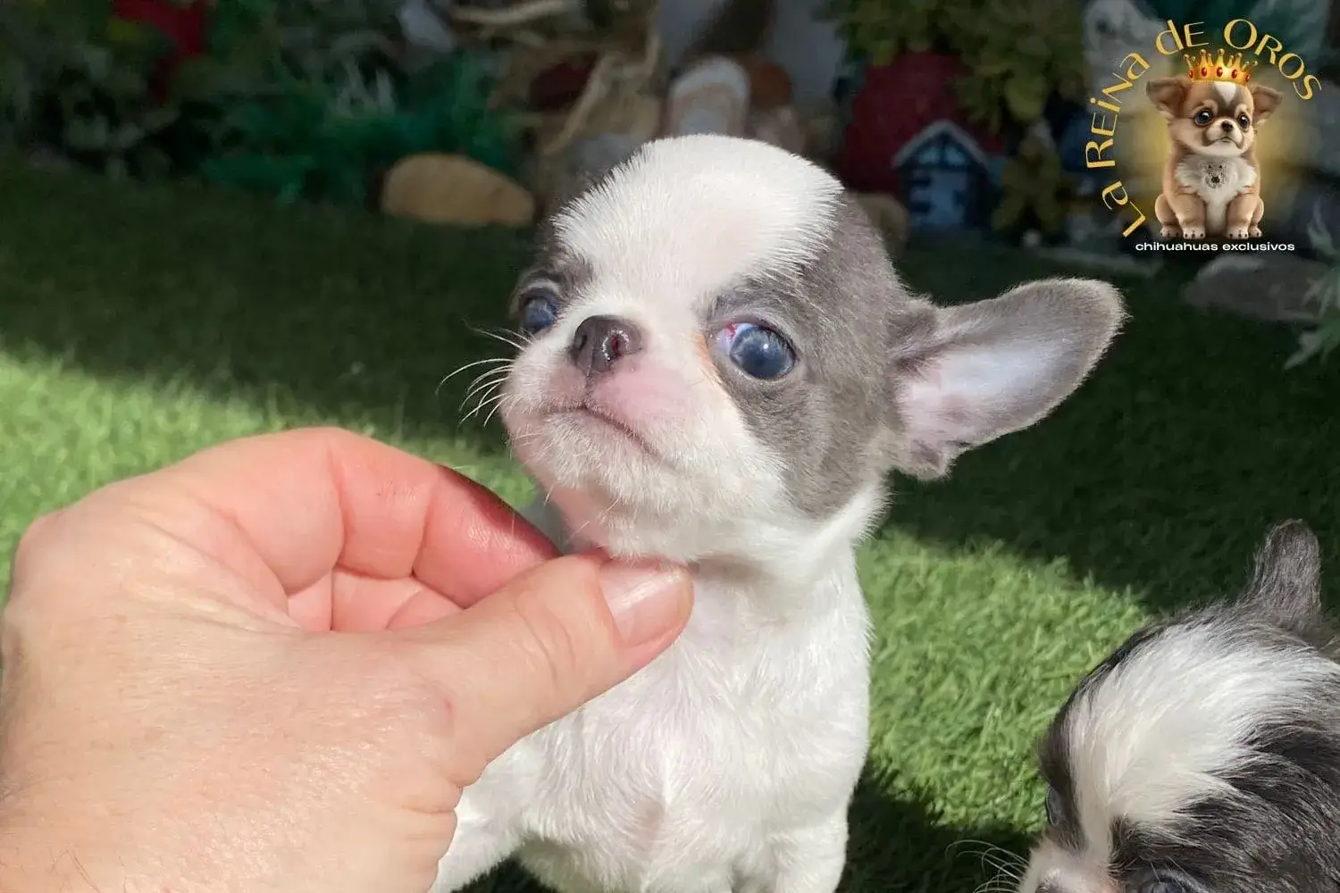cachorro chihuahua minimo de color blanco y azul