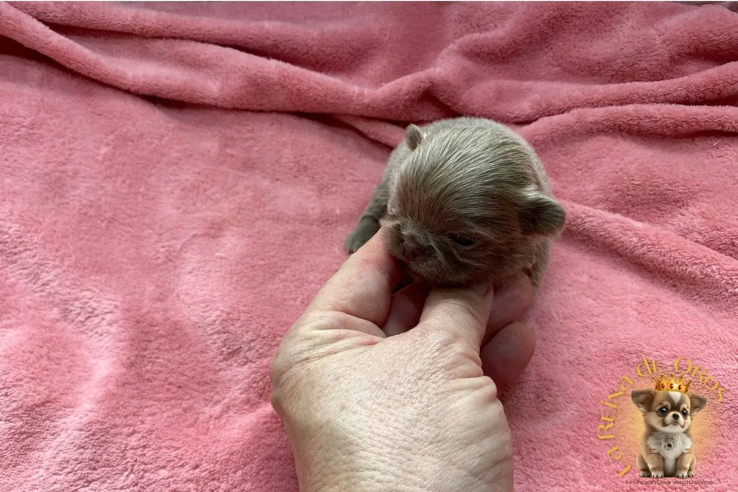 cachorro-chihuahua-pipo-criadero