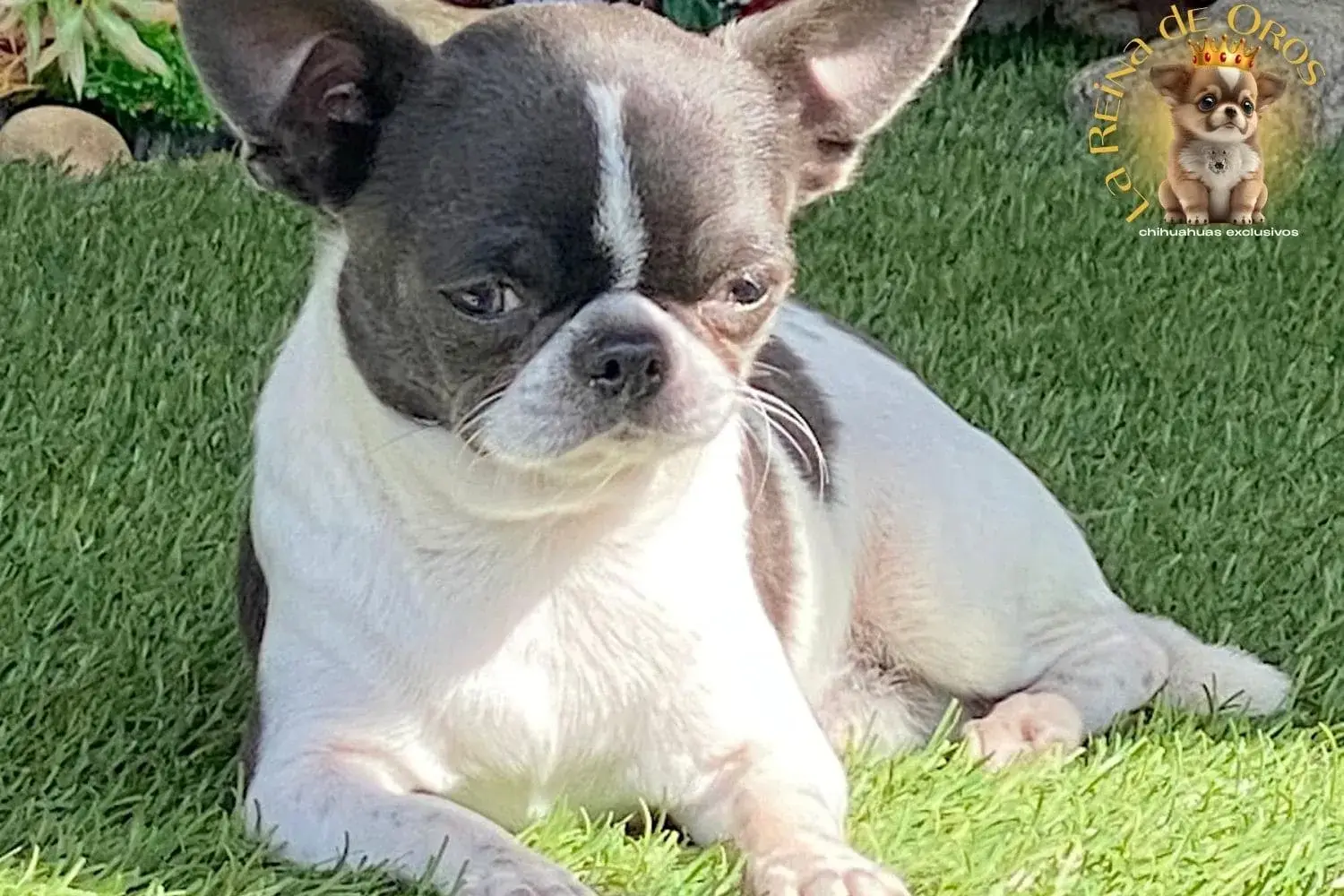 macho chihuahua adulto dandy de la reina de oros