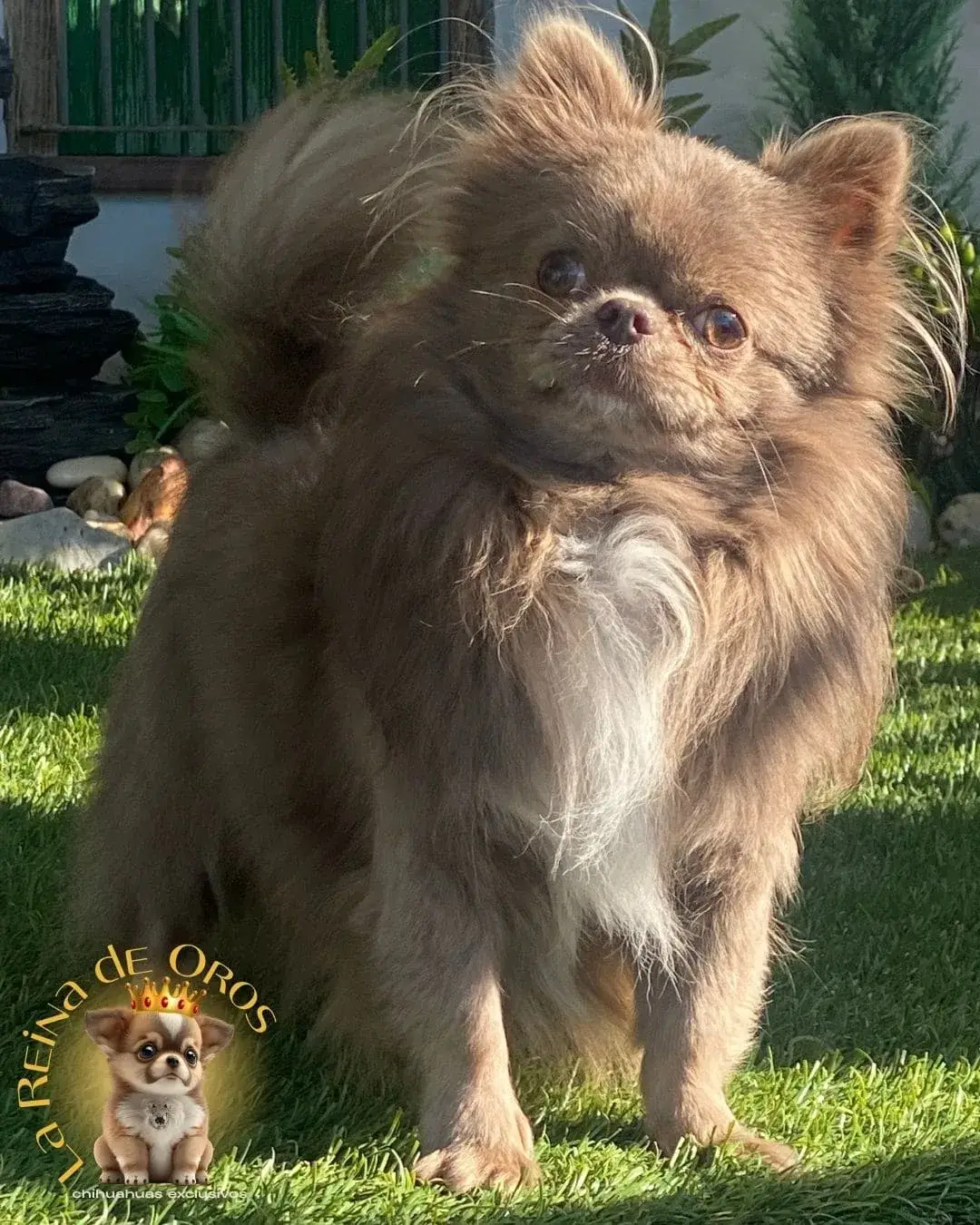 macho-chihuahua-adulto-queen-linea-rusa