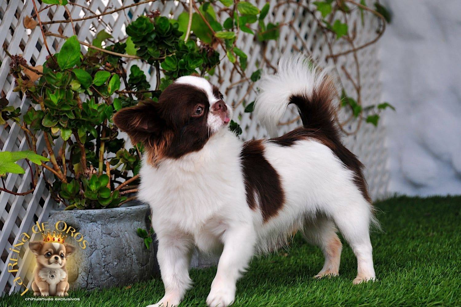 macho-chihuahua-adulto-astra-vitus-chumachechi-criadero