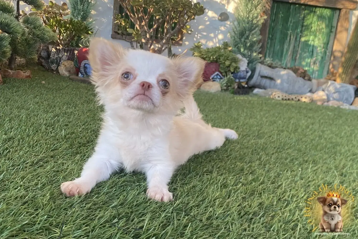 cachorro chihuahua de pelo largo