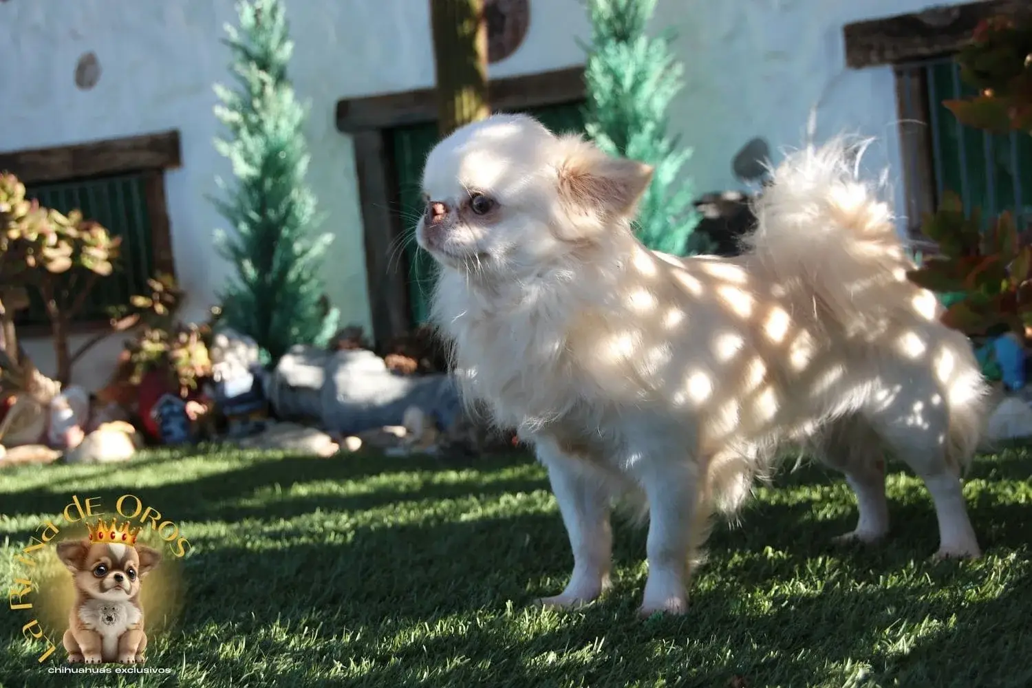 macho chihuahua adulto exclusivo