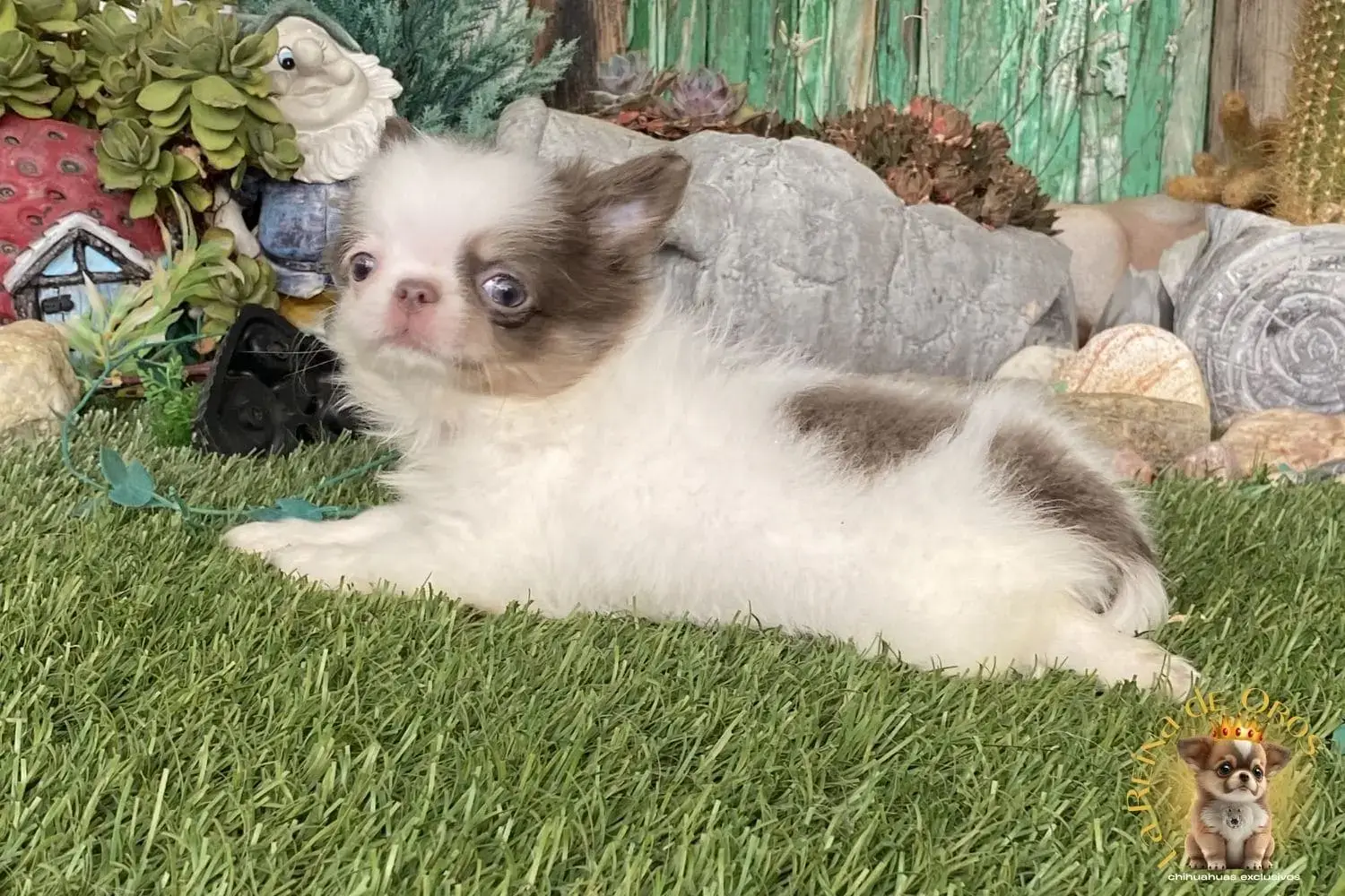 cachorro chihuahua