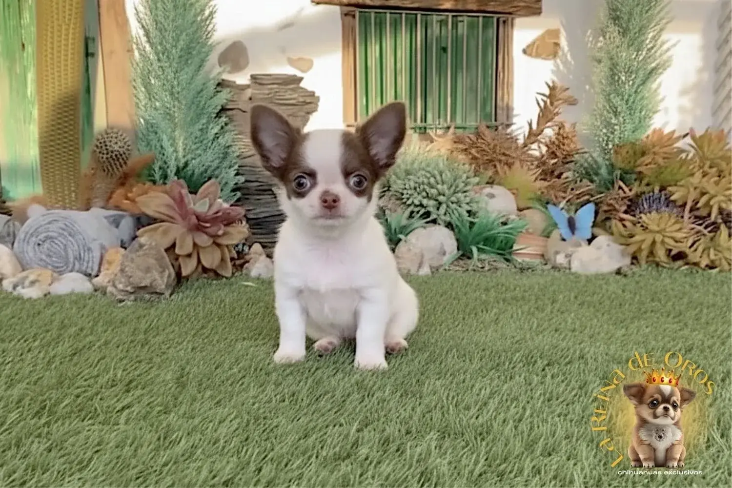 cachorro chihuahua yanko la reina de oros