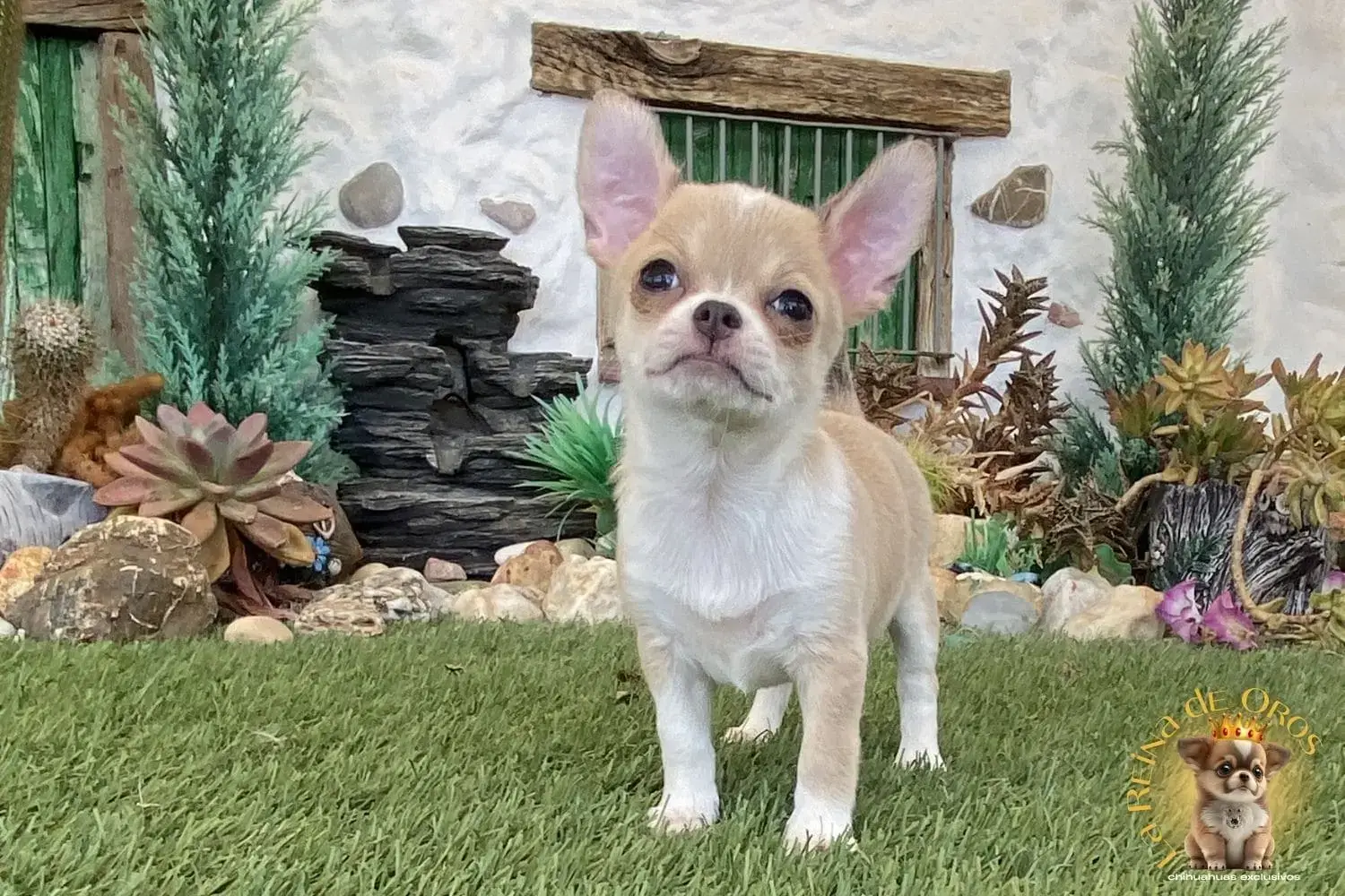 venta cachorro chihuahua
