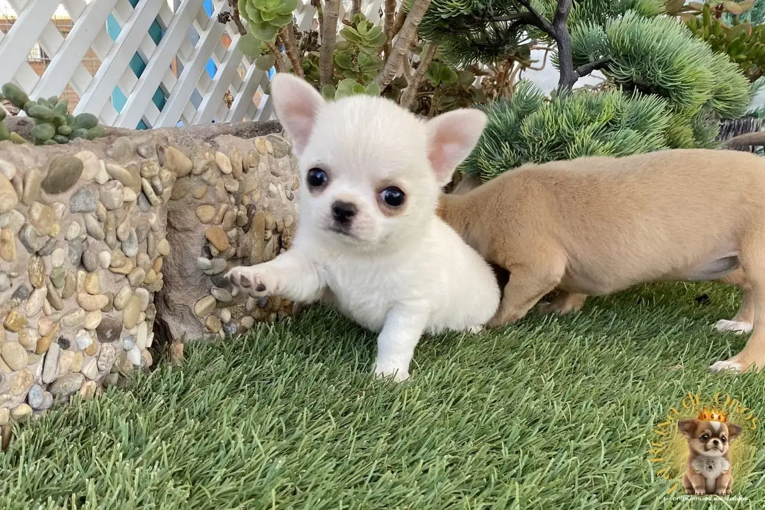 cachorro chihuahua blanco pelo corto