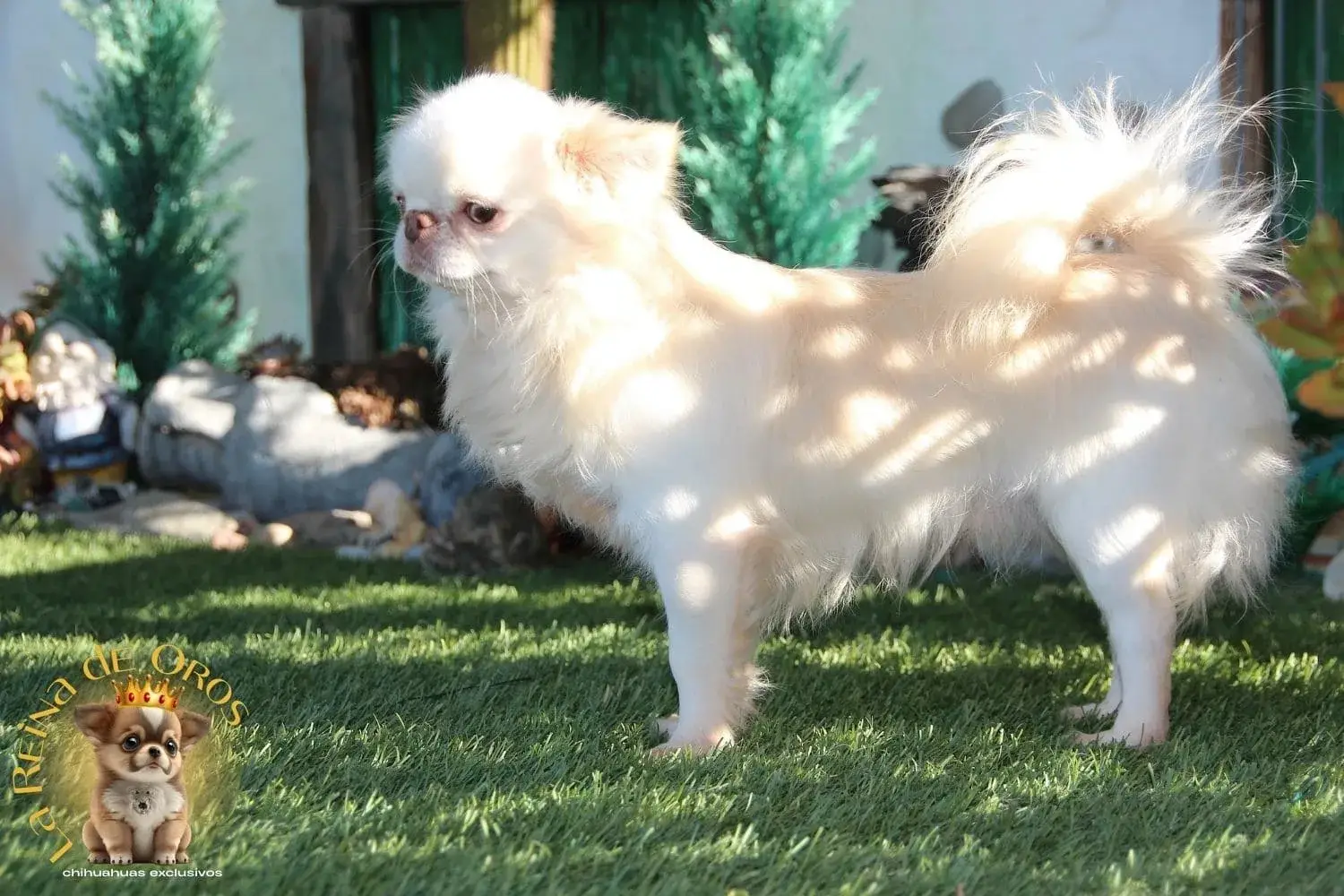 macho chihuahua blanco campeon de belleza