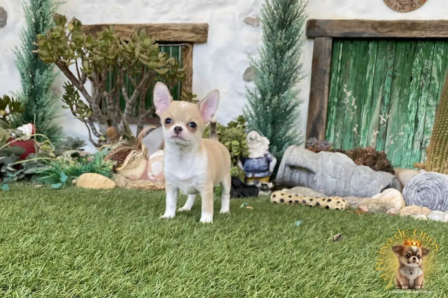 cachorro chihuahua lluna color isabello