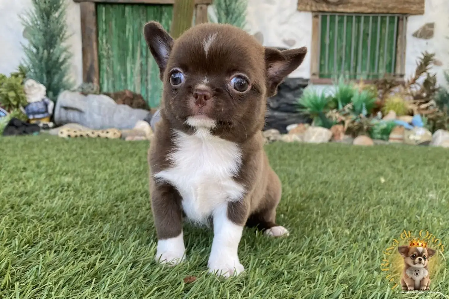 cachorro chihuahua miniatura chocolate