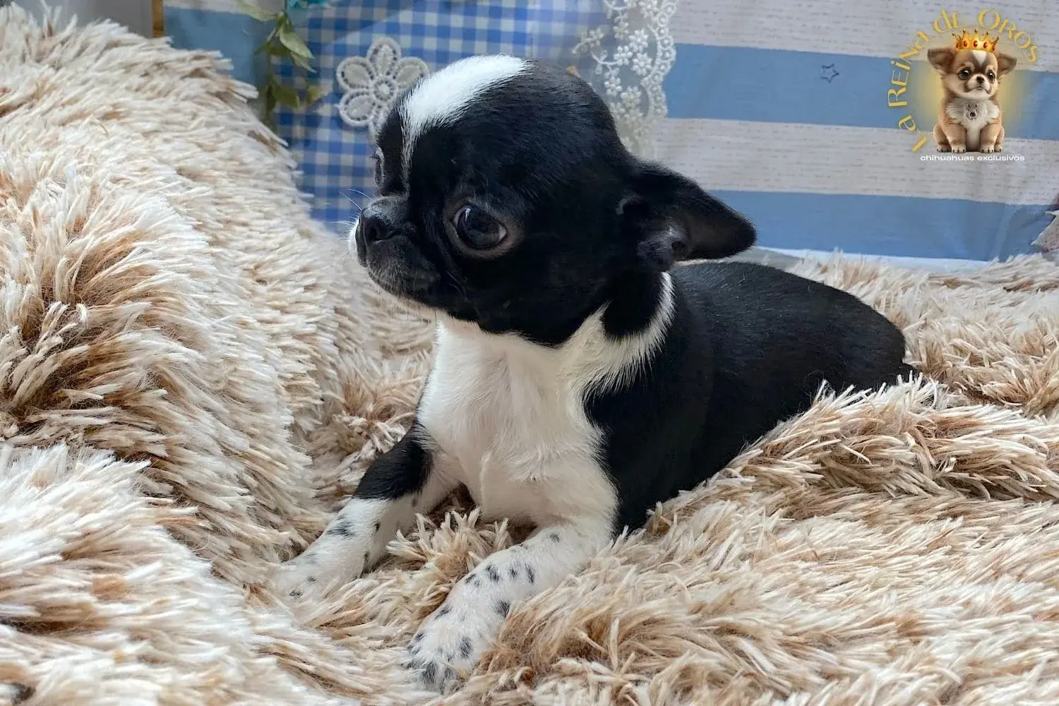 cachorro chihuahua lucero cabeza de manzana