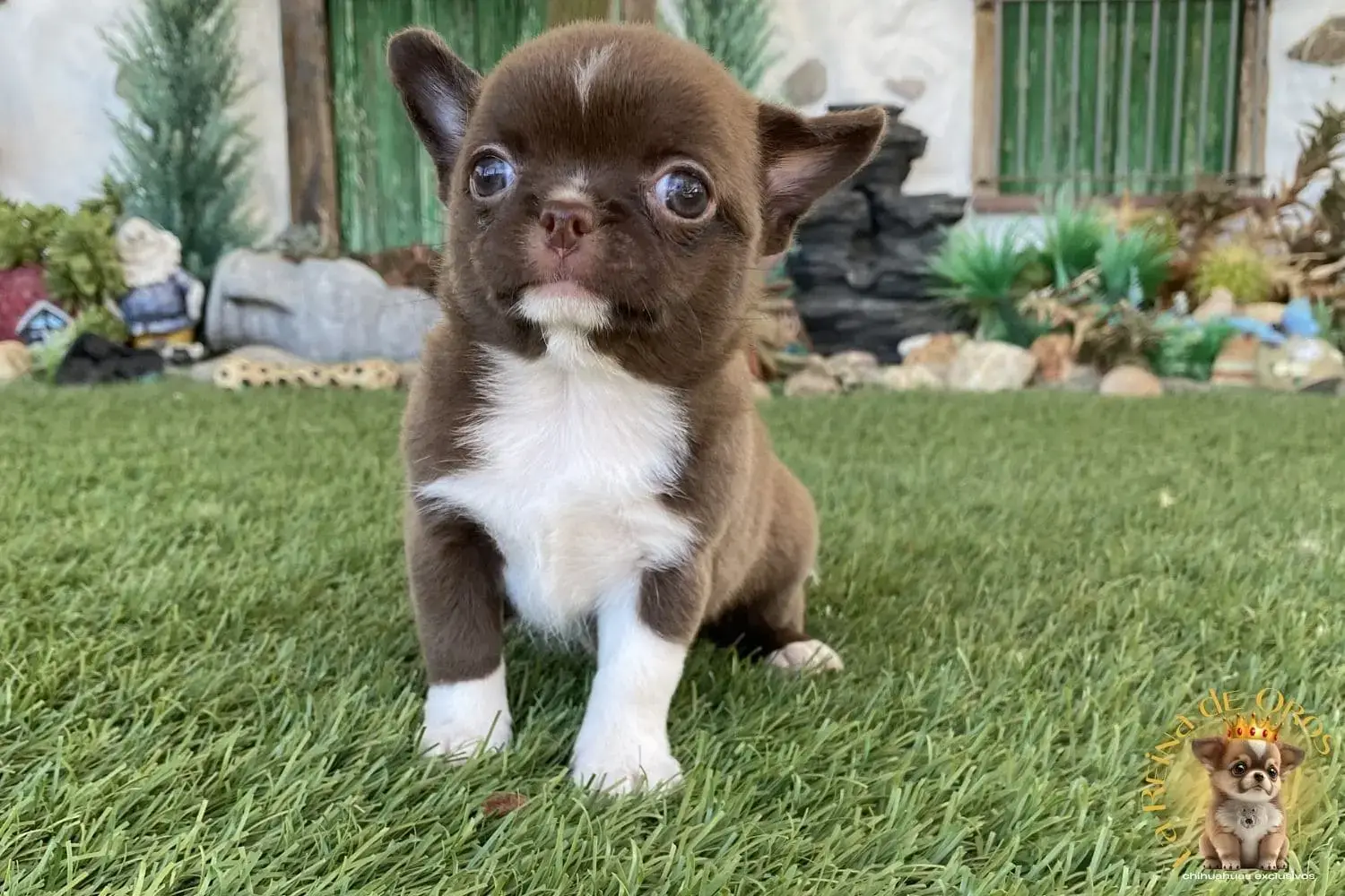 cachorro chihuahua chocolate