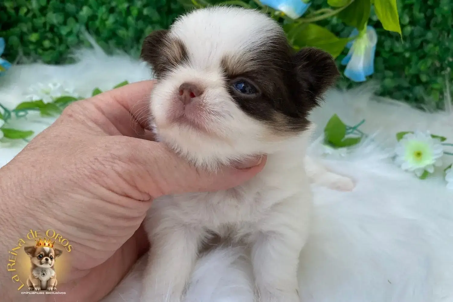 cachorro chihuahua galaxia del afijo la reina de oros