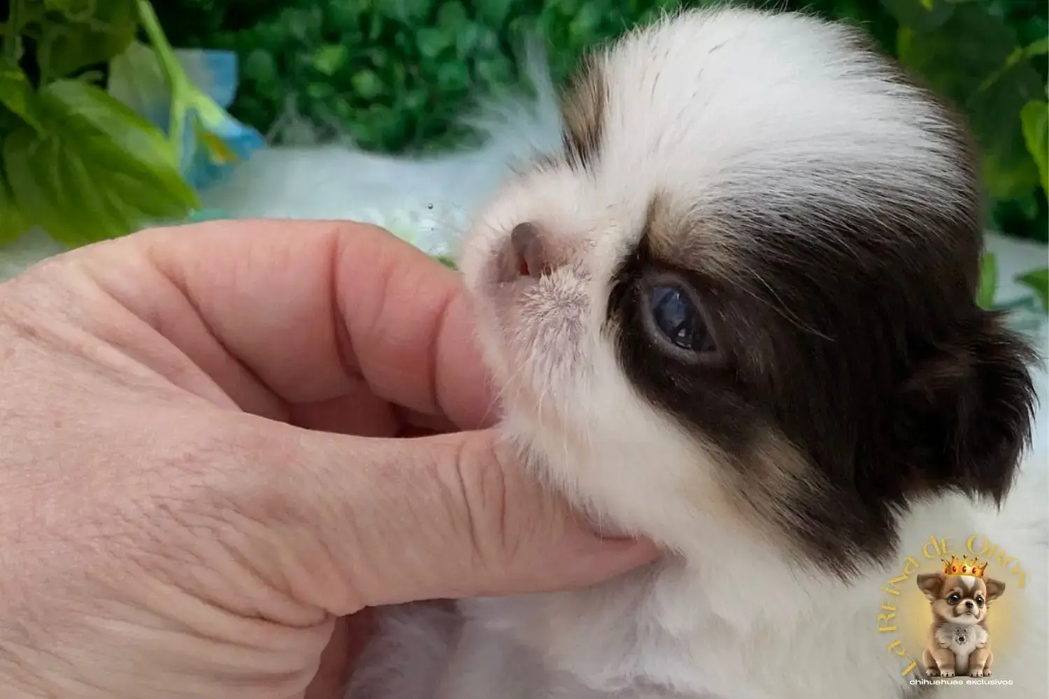 cachorro chihuahua galaxia hembra muy chatita