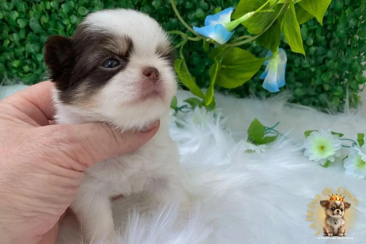 cachorro chihuahua galaxia nucleo zoologico autorizado