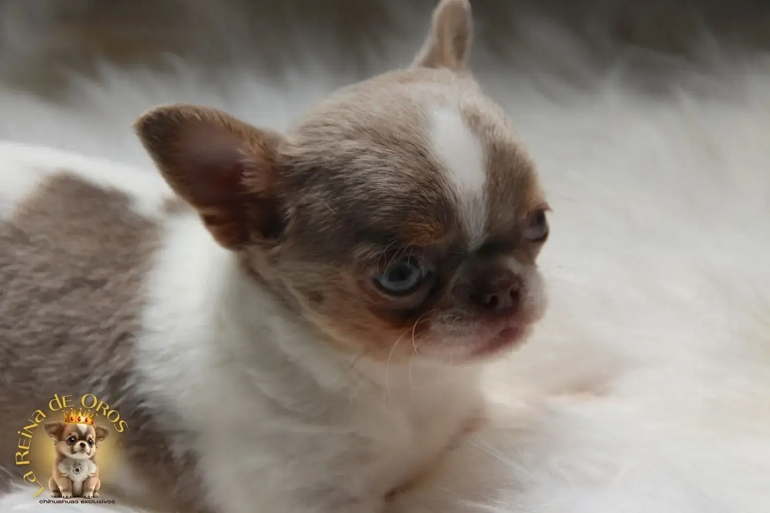cachorro chihuahua color blanco lilac