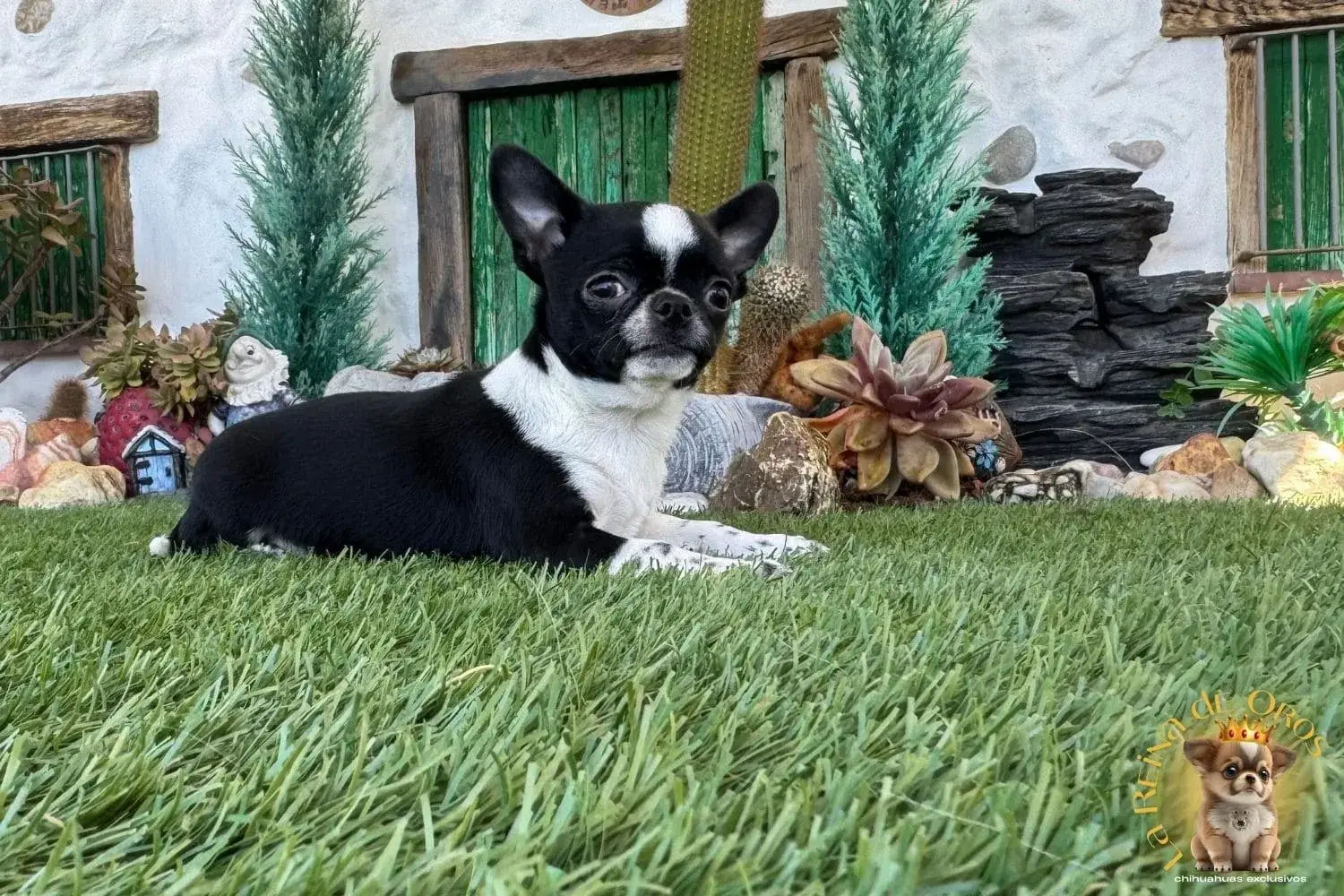 chihuahua en venta