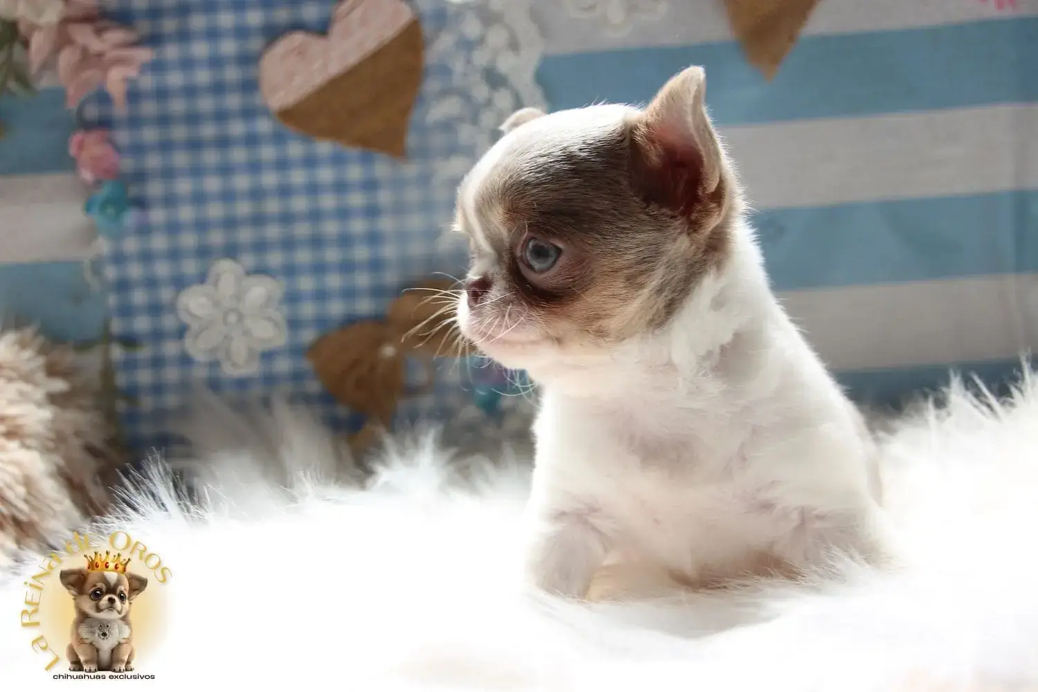 cachorro chihuahua giselle en venta la reina de oros