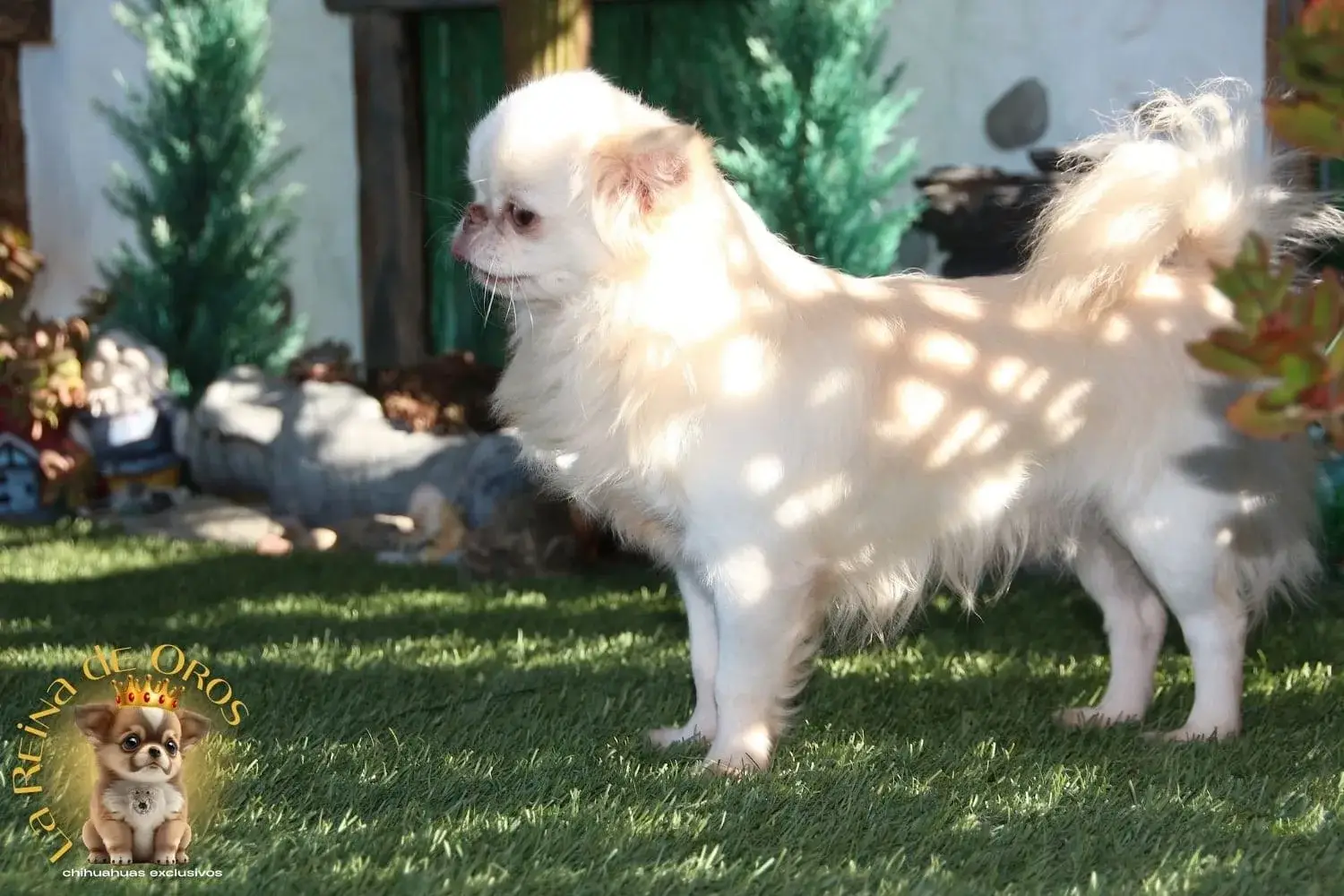 chihuahua adulto blanco pelo largo