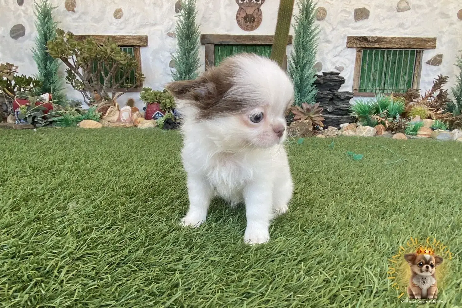 chihuahuas miniatura