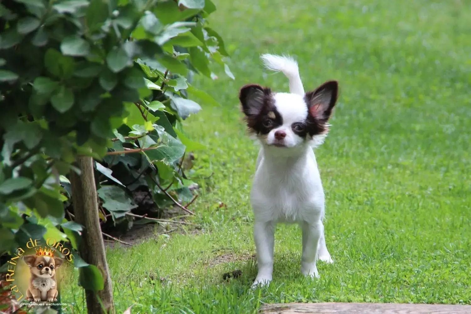 cachorro chihuahua pelo largo