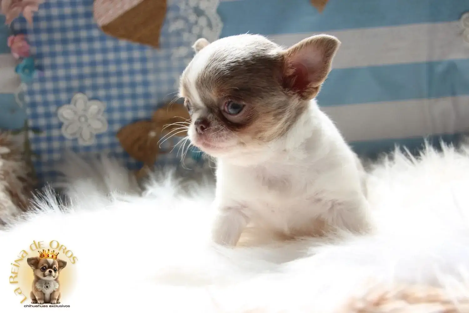 cachorro chihuahua con garantia