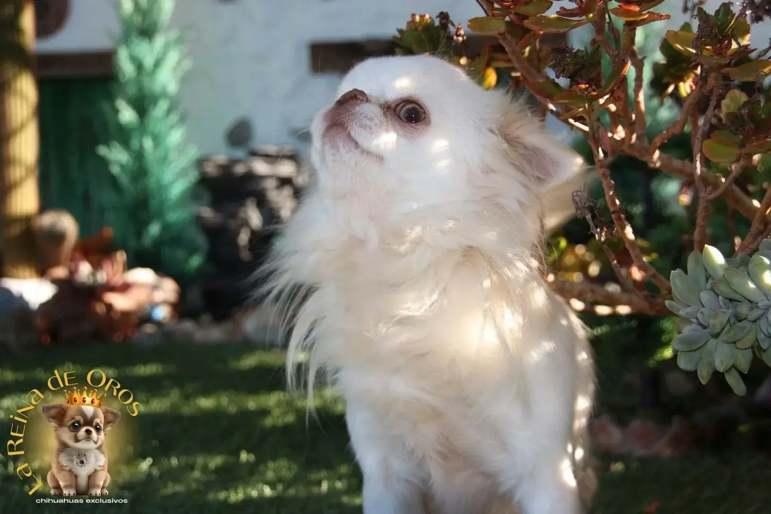 chihuahua adulto semental