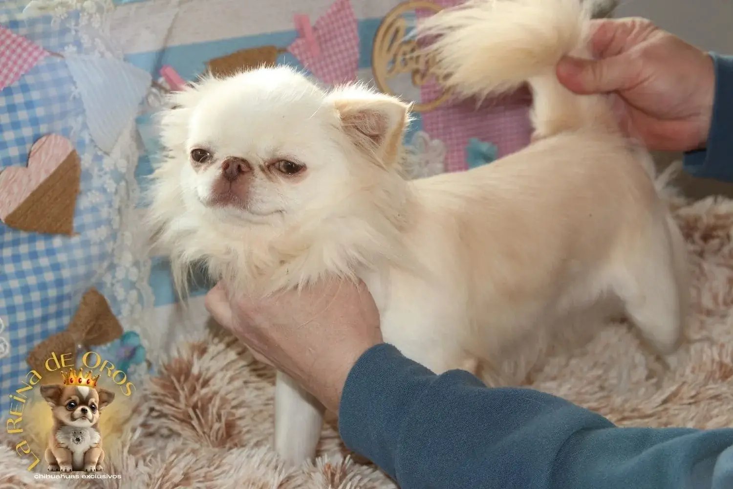 chihuahua blanco nuclear