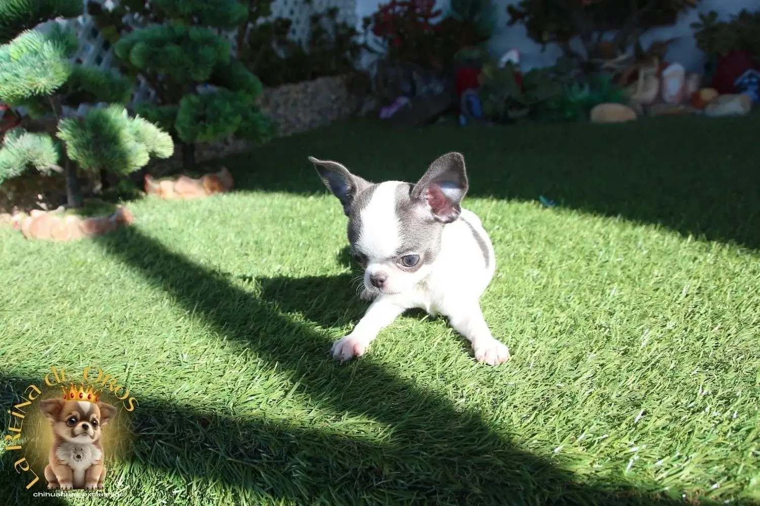 chihuahua enano de tres meses