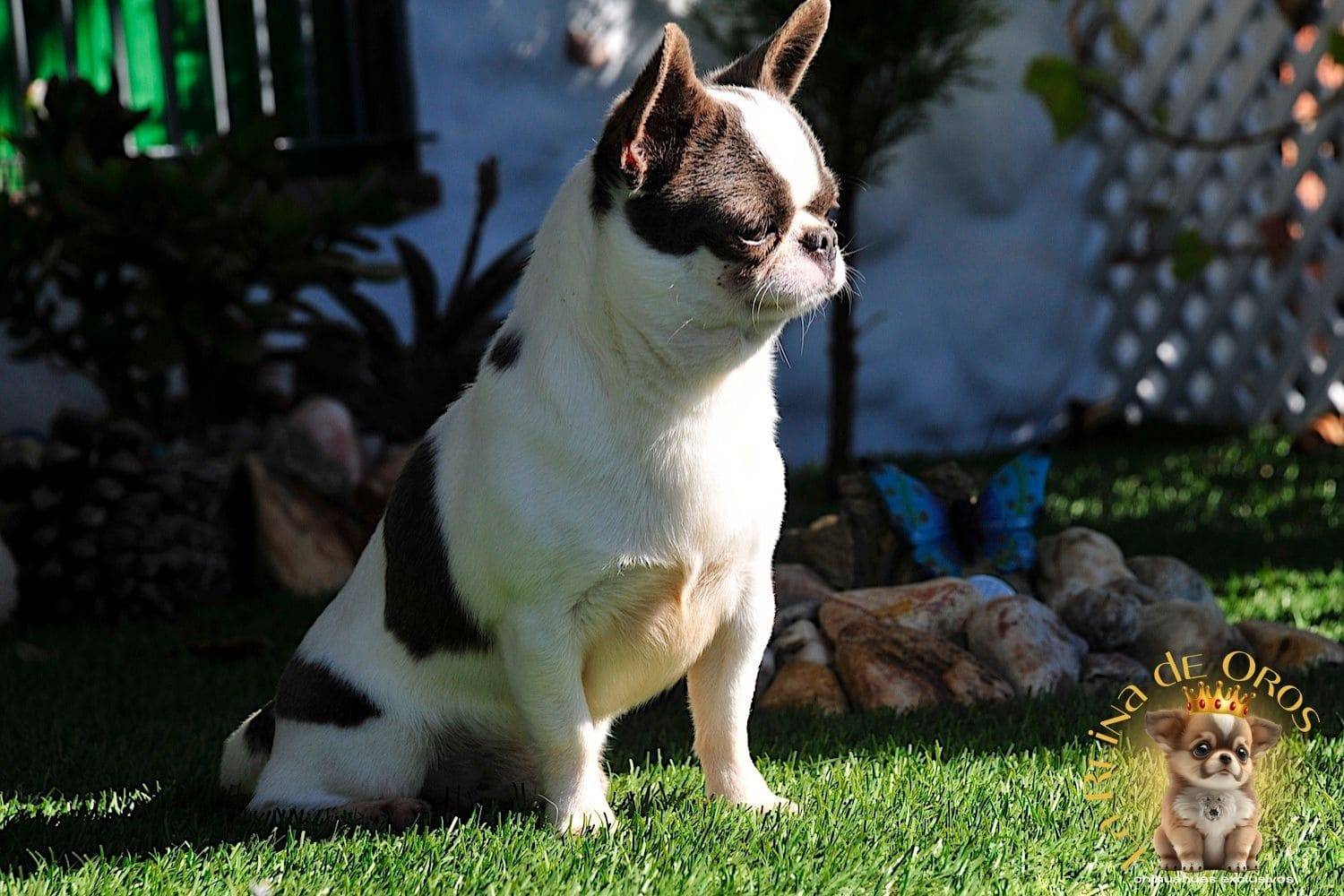 macho-chihuahua-dark-mirey-iz-tvoey-mechty-semental