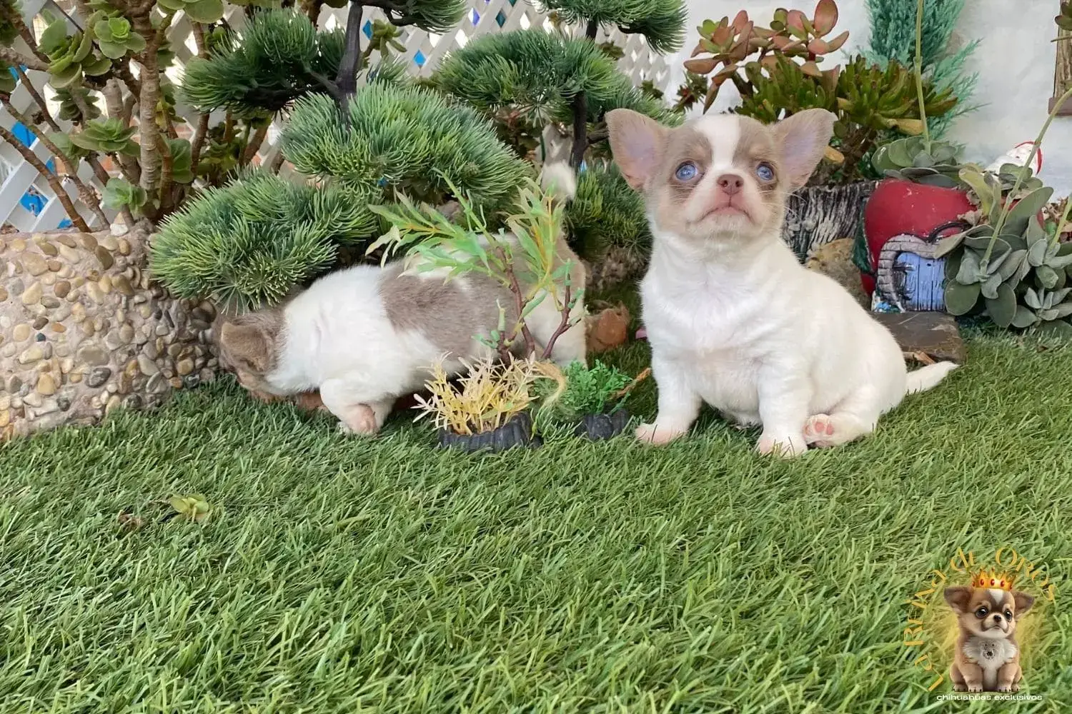 cachorro chihuahua disponible