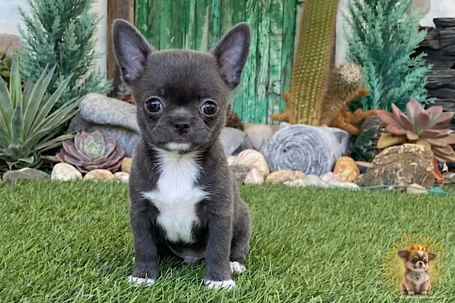 cachorro chihuahua llorona de la reina de oros criadero