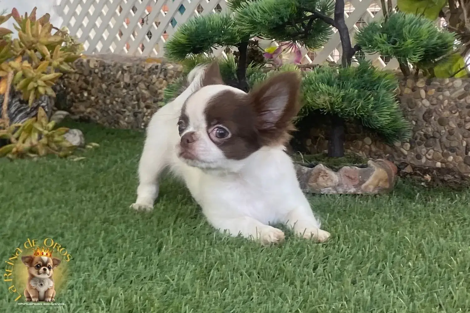 chihuahua en venta cabeza manzana