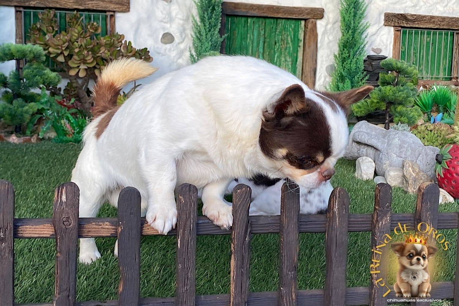 macho-chihuahua-adulto-pelo-corto-blanco-chocolate-compacto