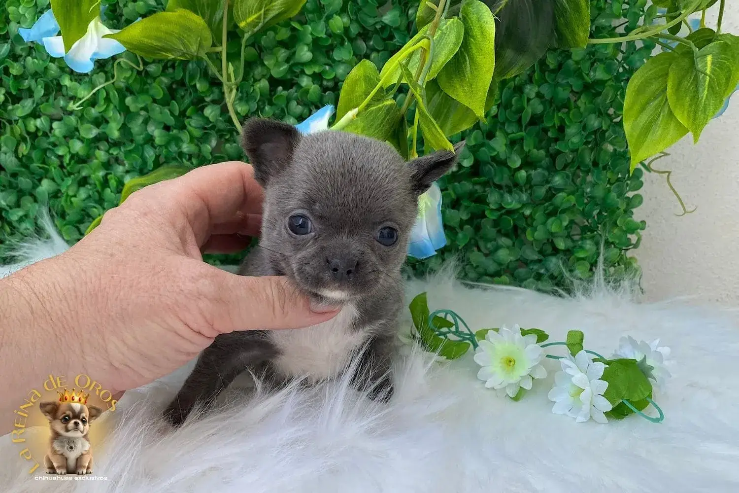 cachorro chihuahua lluvia hembrita la reina de oros