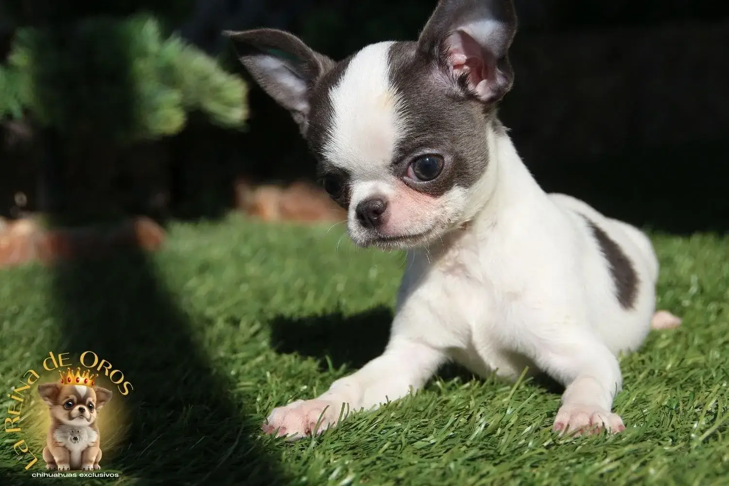 chihuahua blanco azul
